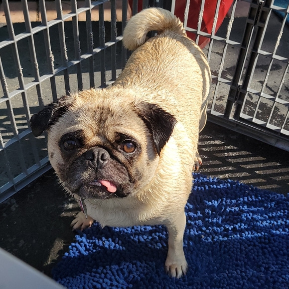 Meet your Posher, Pudge The Pug - Picture 8 of 12